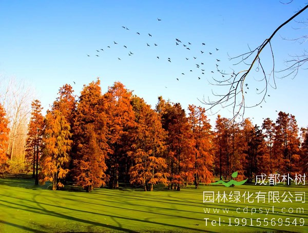 池杉是从哪个国家引进的？