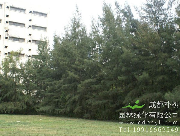 木麻黄的栽培技术有哪些？