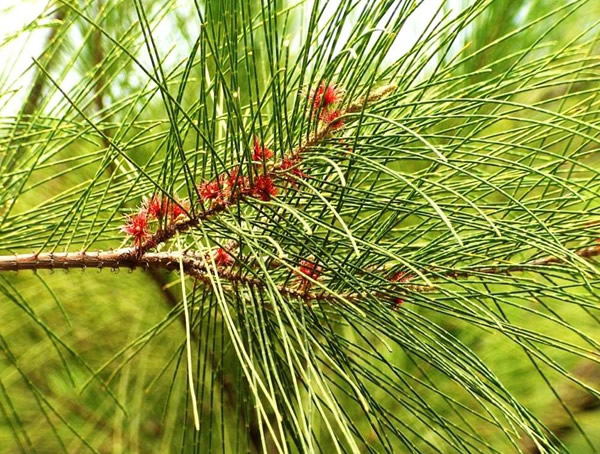 木麻黄是种什么样的树？