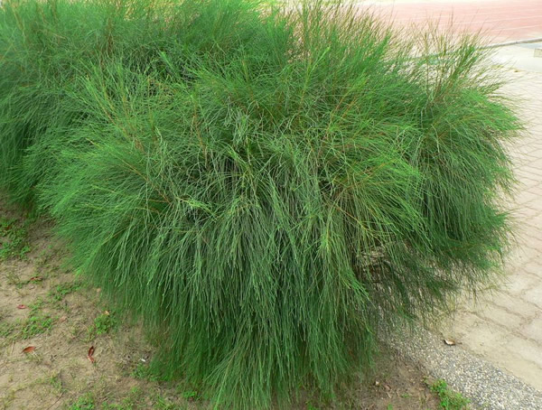 木麻黄的生长习性有哪些？