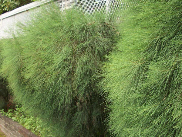 木麻黄的植物形态是怎样的？