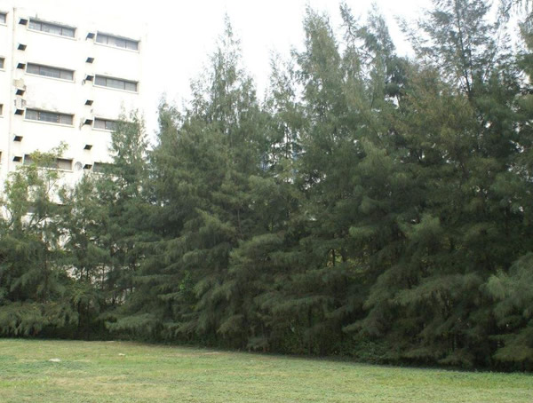 木麻黄的分布情况怎么样？