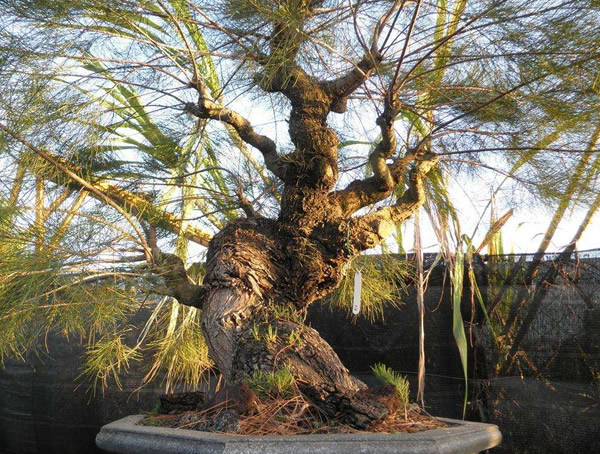 木麻黄青枯病的发生特点和防治措施有哪些？