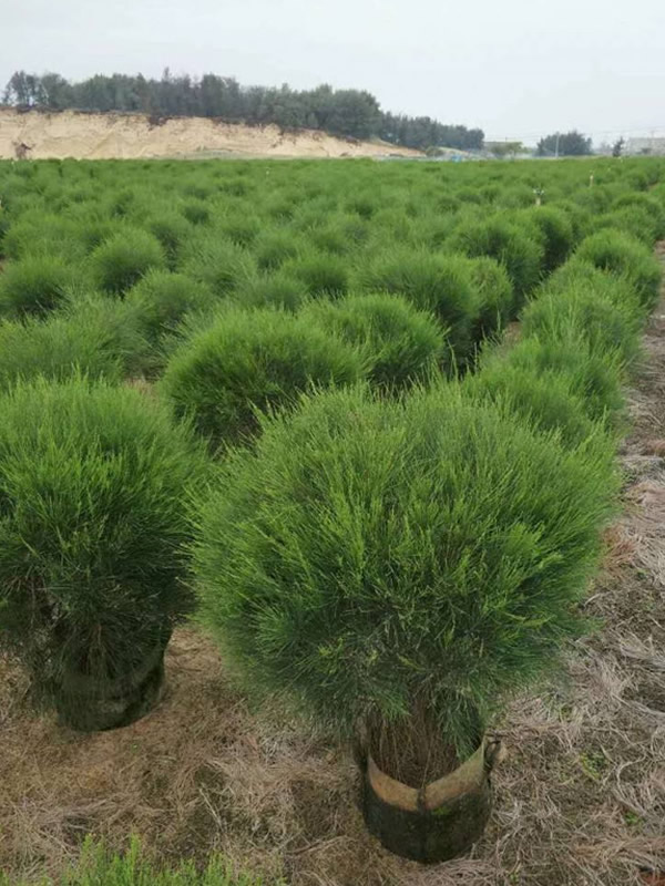 木麻黄会不会开花？