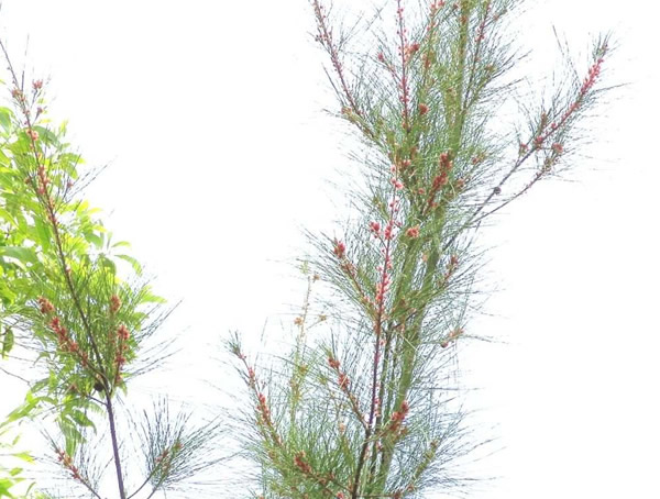 海南木麻黄是省级保护植物吗？