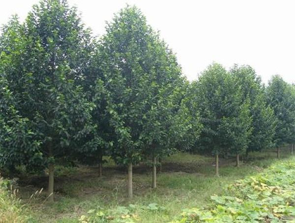 深山含笑适合在北方种植吗？