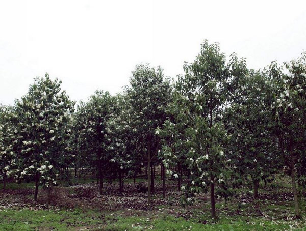 深山含笑分布在中国的哪些地方？