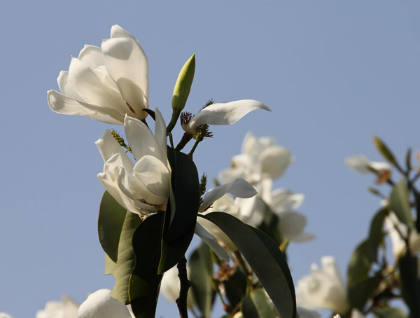 栀子花和深山含笑有哪些不同？