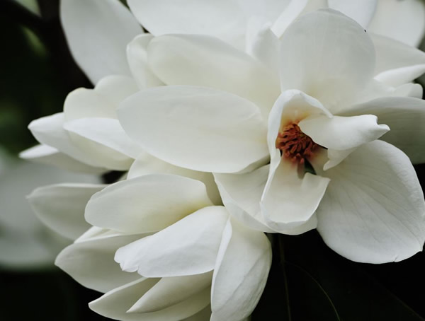 深山含笑的主要价值有哪些？