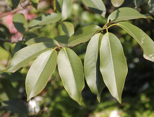 深山含笑的果子可以吃吗？