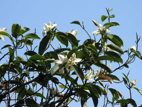 深山含笑的花语和传说分别是什么？