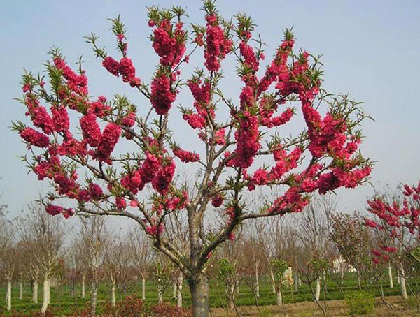 碧桃图片-形态特征-生长环境-分布范围-主要价值以及植物文化