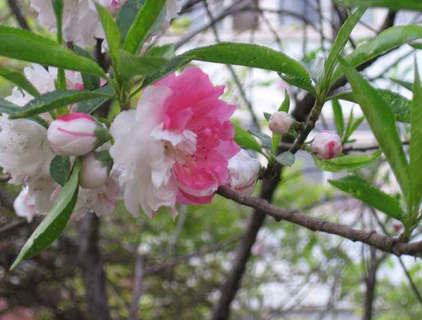 碧桃是什么样的？红叶碧桃能吃吗？