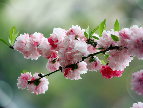 冬季碧桃怕水吗？