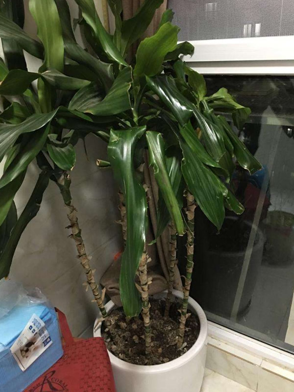 也门铁图片-形态特征-产地生境以及主要价值