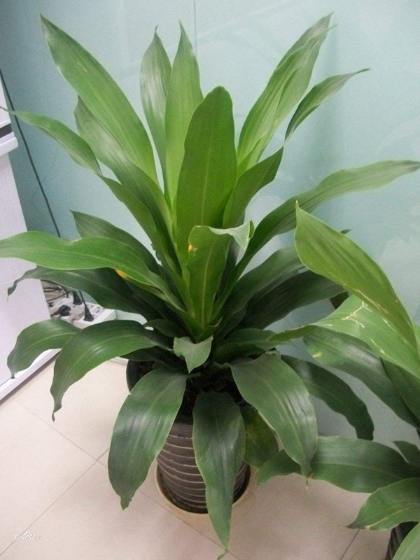 也门铁花香有毒吗？可不可以把花剪掉？