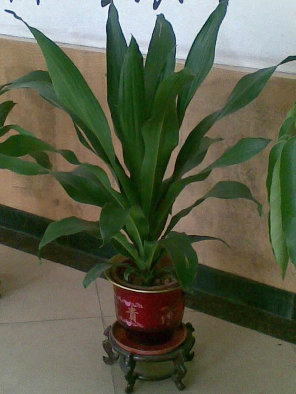 也门铁能放在卧室吗？