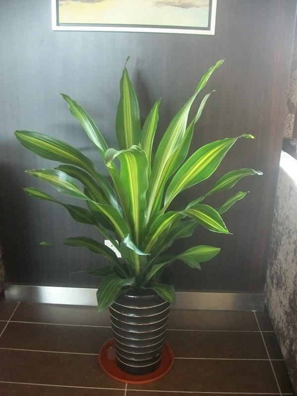 也门铁和巴西铁的区别有哪些？