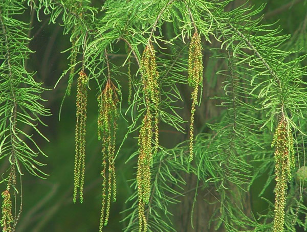 池杉图片-形态特征-生长环境-分布范围以及主要价值