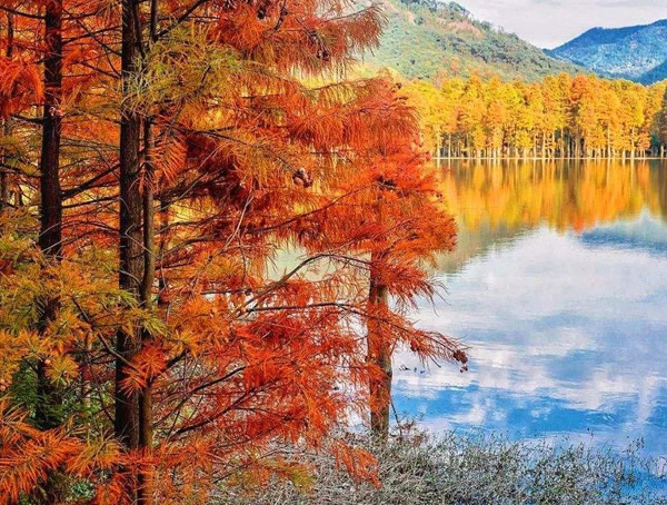 池杉的特点有哪些？