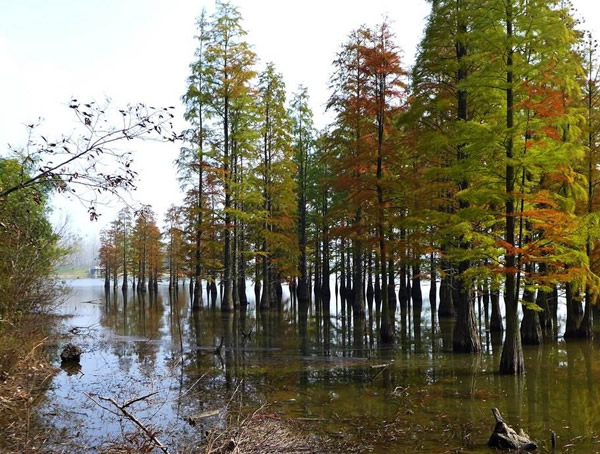 池杉有哪些品种？