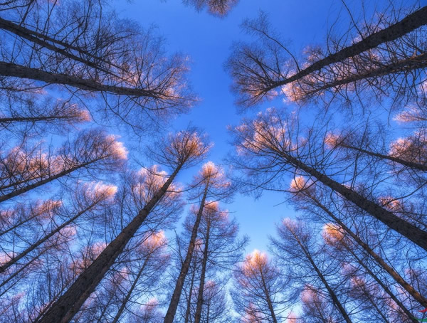 池杉的生长习性是怎样的？