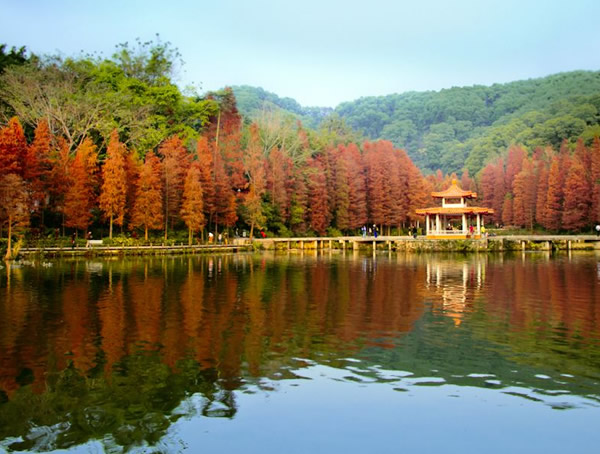 池杉有哪些作用？