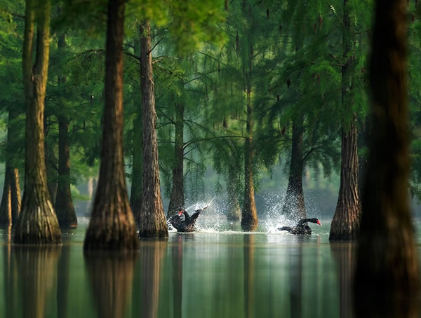 池杉是从哪个国家引进的？