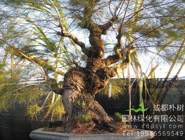 木麻黄青枯病的发生特点和防治措施有哪些？