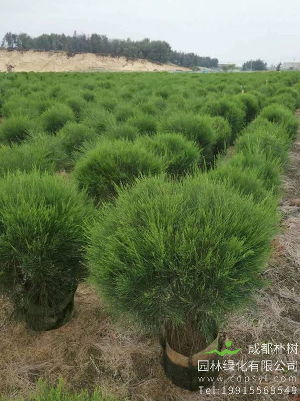 木麻黄青枯病的发生特点和防治措施有哪些？