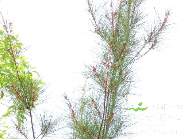 木麻黄青枯病的发生特点和防治措施有哪些？