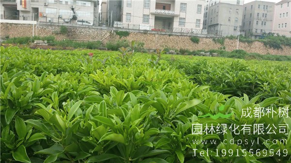非洲茉莉