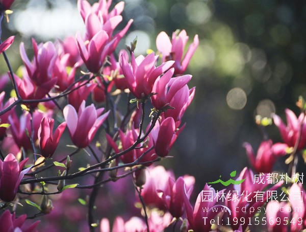 紫玉兰图片-形态特征-地理分布-生长环境以及经济价值