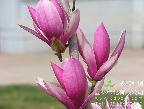 紫玉兰可以嫁接什么树？