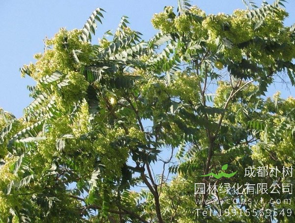 臭椿图片-形态特征-生态习性-物种分布以及应用价值