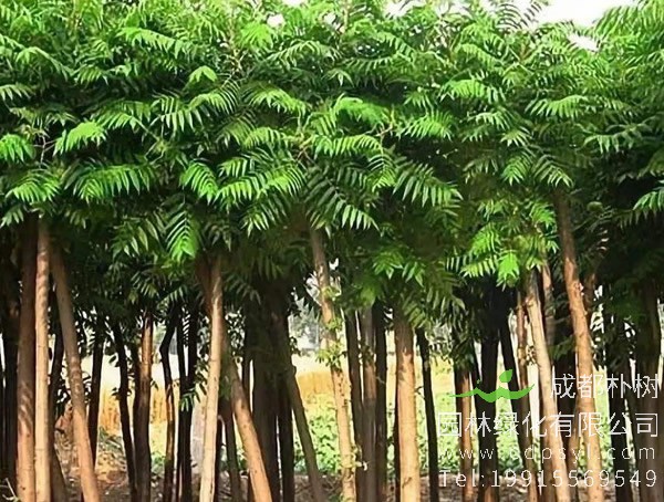 臭椿的功效，臭椿有什么作用？