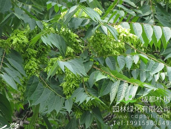 臭椿的繁殖育苗、栽培管理以及病虫防治方法介绍