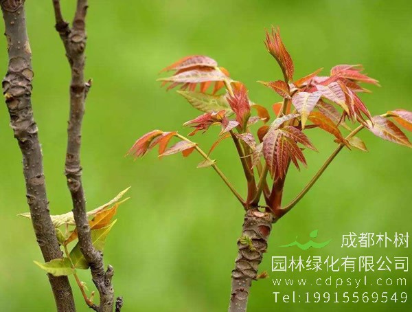 香椿和臭椿的区别有哪些？