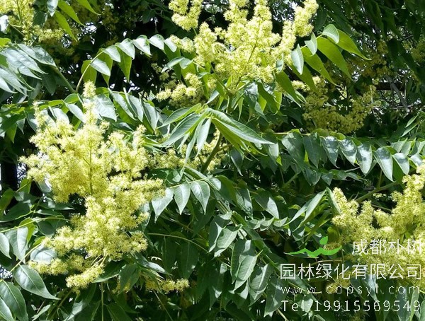 臭椿的功效，臭椿有什么作用？