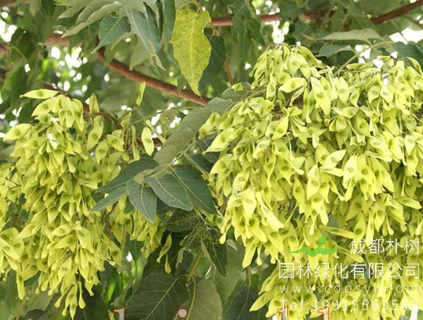 臭椿有哪些品种？