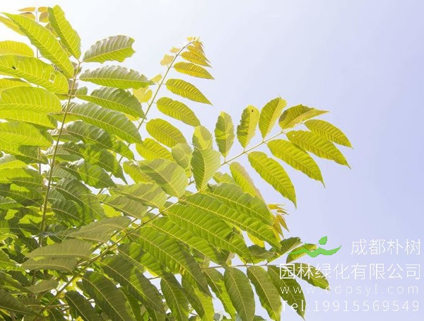 如何区别臭椿和千头椿？