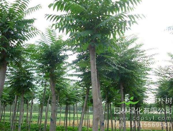 如何区别臭椿和千头椿？