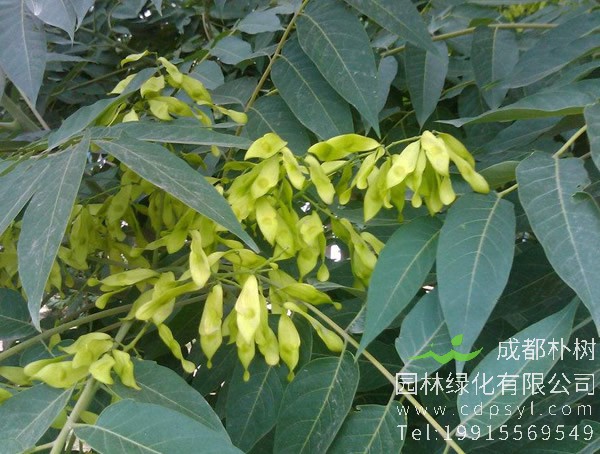 臭椿要怎样整形修剪？