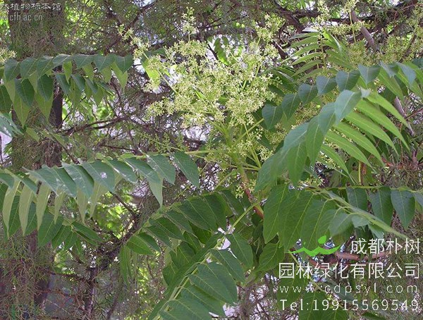 臭椿要怎样整形修剪？