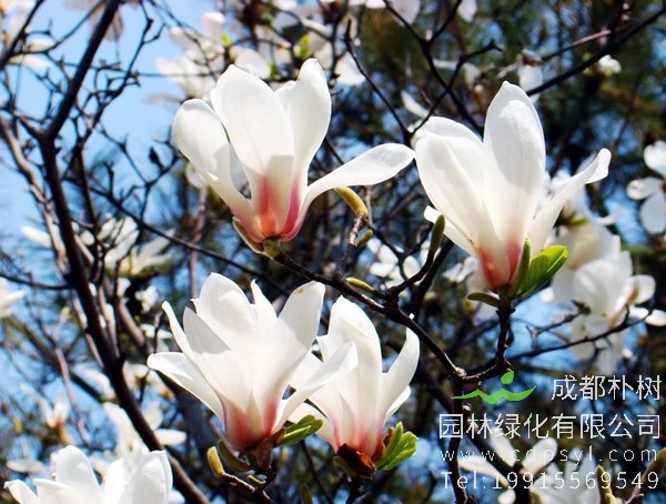 广玉兰、白玉兰和紫玉兰有什么区别？