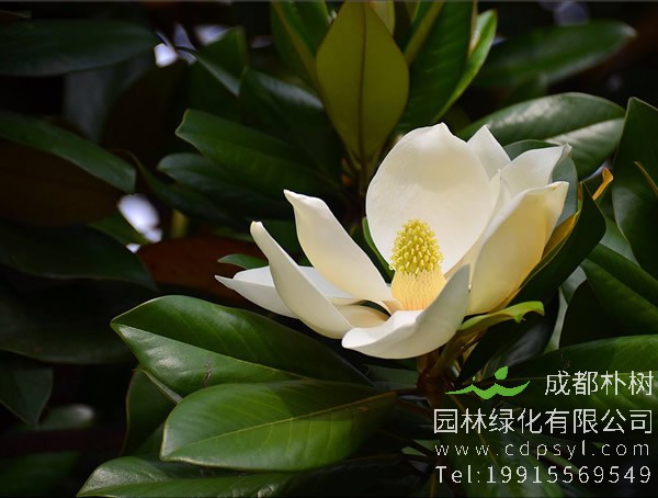 广玉兰、白玉兰和紫玉兰有什么区别？