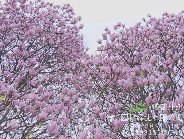 紫玉兰图片-形态特征-地理分布-生长环境以及经济价值