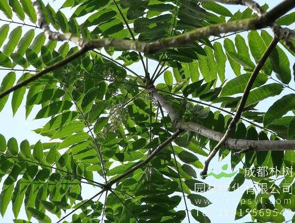 臭椿要怎样整形修剪？