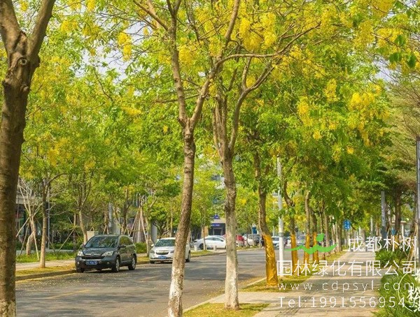 腊肠树做什么用？腊肠树的价值是什么？