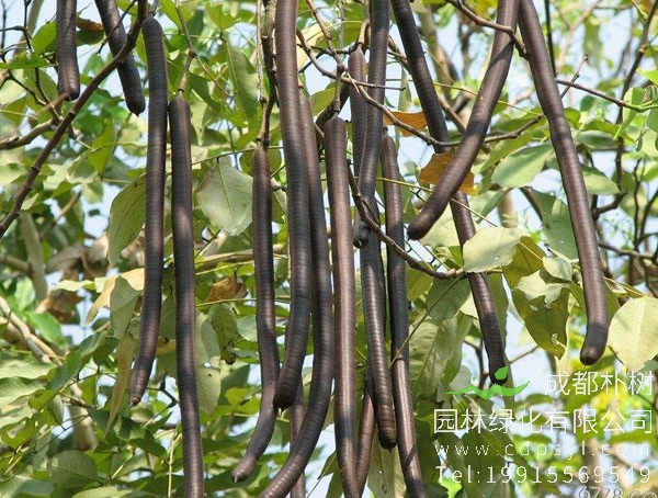 腊肠树做什么用？腊肠树的价值是什么？